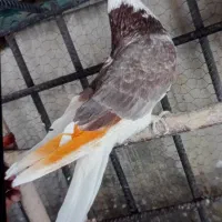 کبوتر