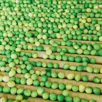 خرید دستگاه سورتینگ مرکبات