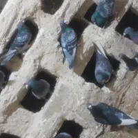 کبوتر  پرشی نقش پلاکی