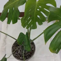 برگ انجیری مانسترا