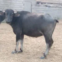 گاومیش حشوه آبستن 7ماهه