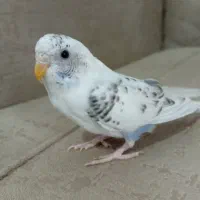 6 عدد مرغ عشق همراه 2 قفس با همه وسایل
