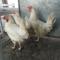 مرغ هلندی ،مرغ بومی سیاه سربری،کفتر کبوتر