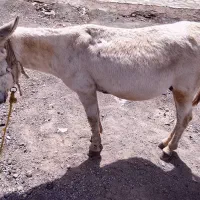 الاغ نر