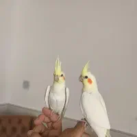 جوجه عروس هلندی لوتینو نر ۲ ماهه