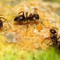 مورچه