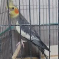 عروس هلندی ۱ساله