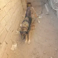 سگ سرابی