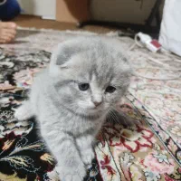 اسکاتیش|گربه|مشهد, هفده شهریور|دیوار