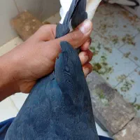 کفتر گمشده
