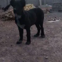 طوله قهدرجونی درجه یک