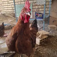 تعداد۴عددخروس محلی جوان ۷ماهه