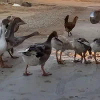 غاز برای فروش