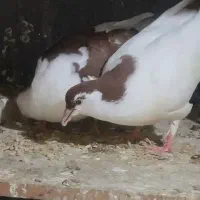 .کفتر.  جوجه چادری. ساده. ریش