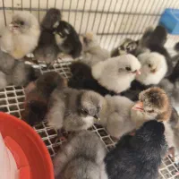 تعدادی جوجه ترکیبی از لهستانی و گلین 3روزه