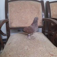 ماده کله‌ای اسپرت
