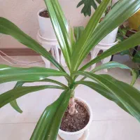 گل و گیاه خانگی