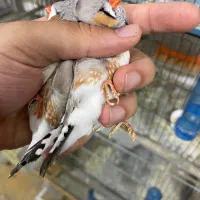 معاوضه شارکول فول اورنج انگلیسی با گلوبریده