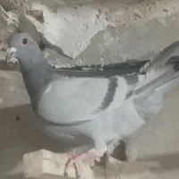 کبوتر ماده پلاکی مسافتی