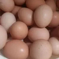 تخم‌مرغ بومی