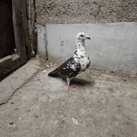 کبوتر