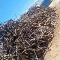 خرید و فروش انواع چوب و درخت