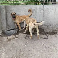 سگ سرابی|سگ|شاهدشهر, |دیوار