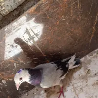 مجسمه کبوتر شازده