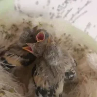 جوجه سهره سرلاکی