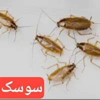 سمپاشی/موریانه زدایی کل اهواز/سم پاشی انواع حشرات|خدمات نظافت|اهواز, کیانپارس |دیوار