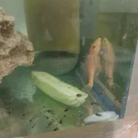 بچه سیچیلاید
