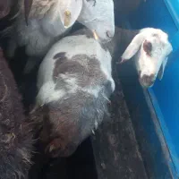 دو عدد میش وبره