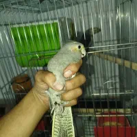 عروس هلندی