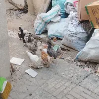۷تا نیمچه مرغو خروس۵ماهه