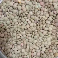 عدس تازه محلی