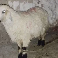 بره خانگی