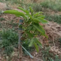 پیوندپسته ترکه پیوندی