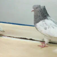 فروش یک جفت کبوتر نر کله الماسی ماده کله سبز
