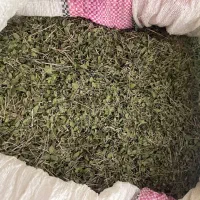 آویشن کوهی پر برگ و خوش بو