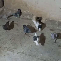 کفتر