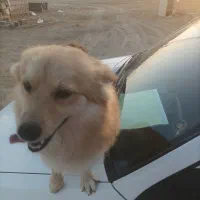 سگ نژاددارو باهوش