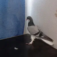 کبوتر دمیگر خرقه