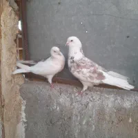 کبوتر