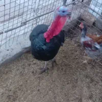 جفت بوقلمون نروماده