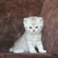 گربه نژاد بریتیش