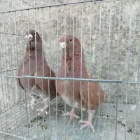 کبوتر زینتی و بلژیکی