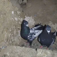 کبوتر سینه