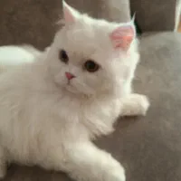 گربه