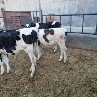 گوساله ن۱۱۰ الی ۱۲۰کیلویی