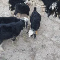بزغاله‌ی نر و ماده کورپه